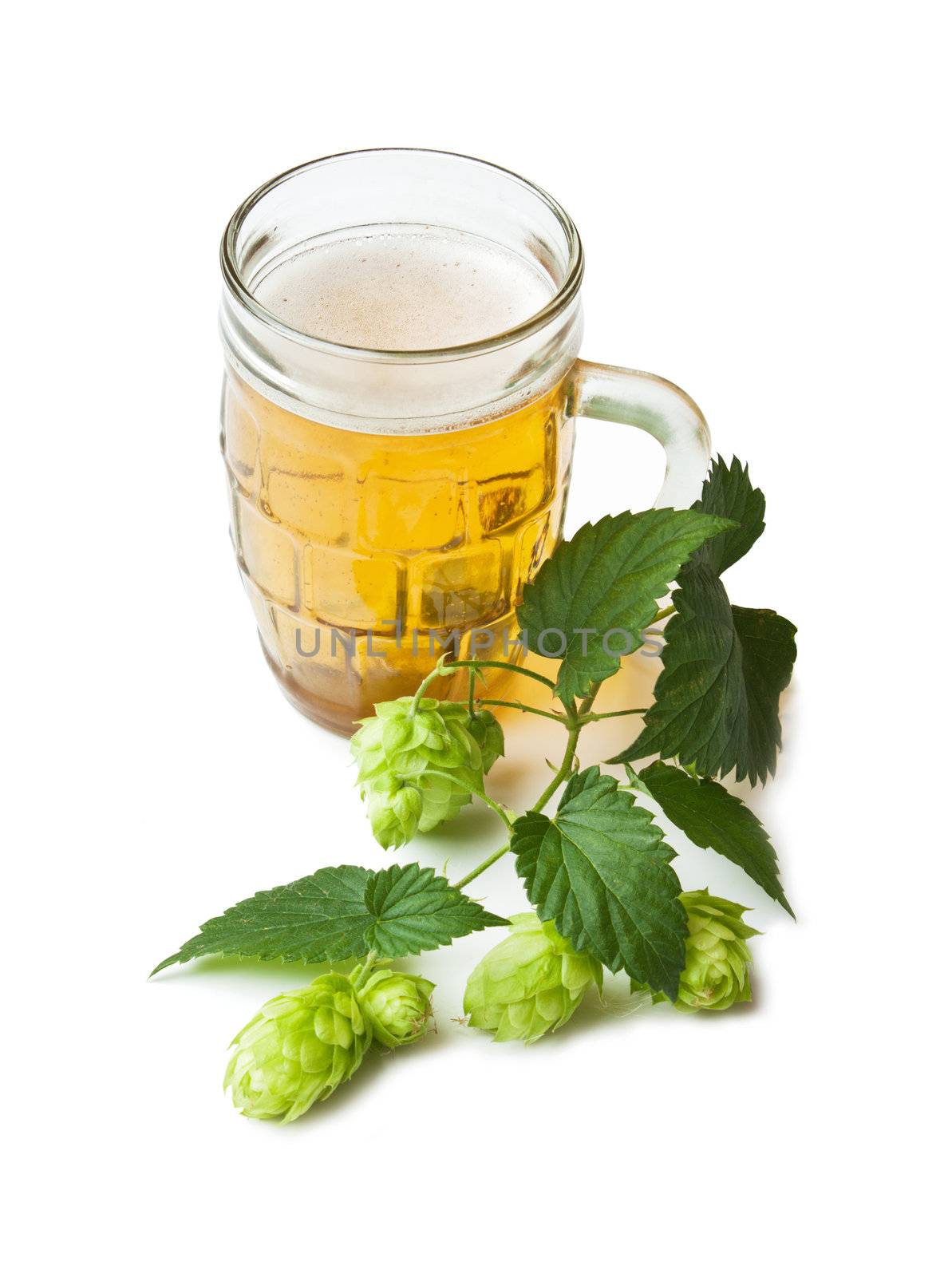 Beer and hop isolated on a white background