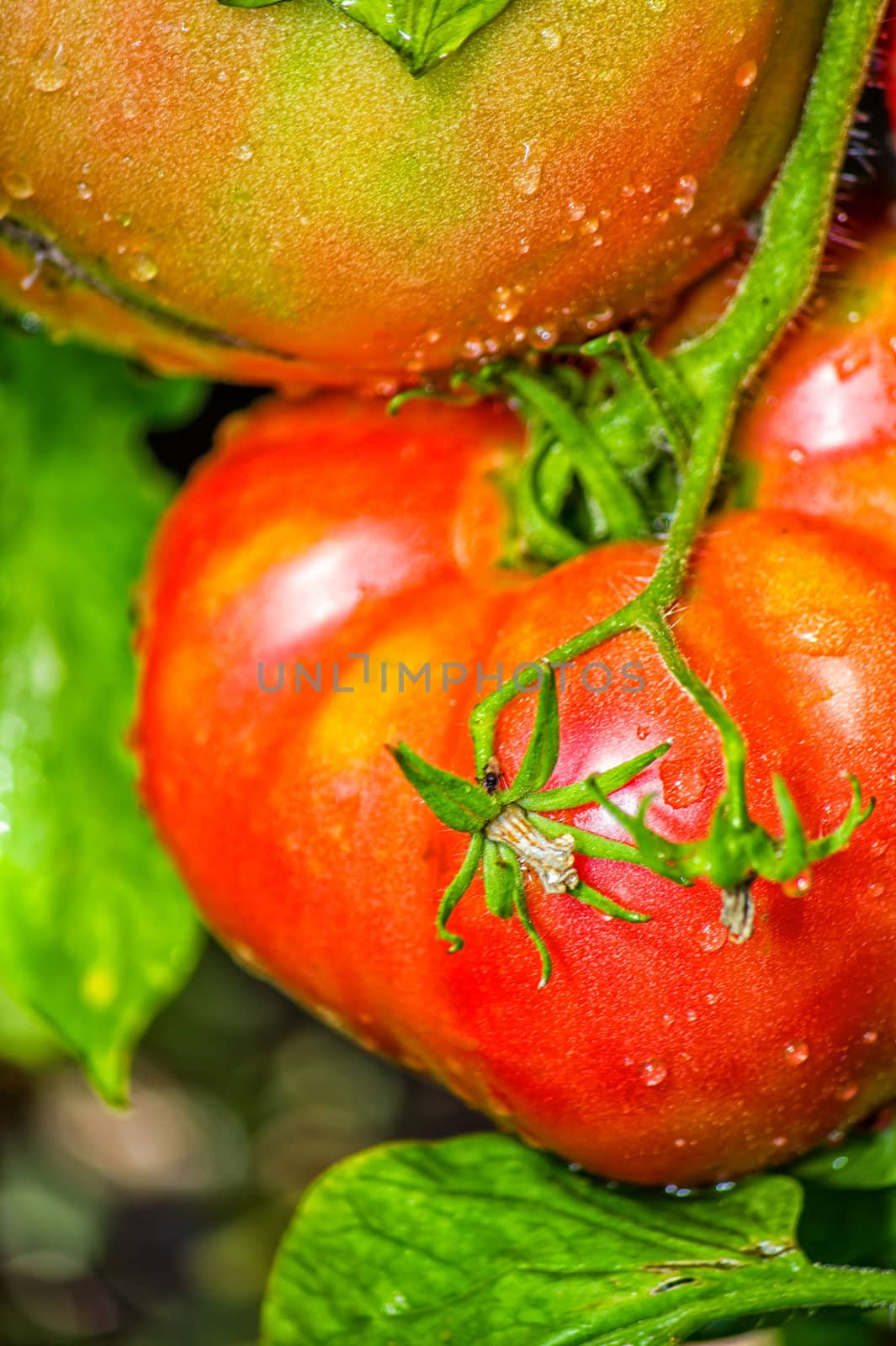 Red tomatoes in the dew by oleg_zhukov