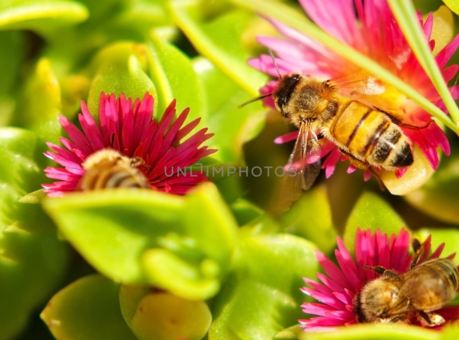 Springtime Honey Bees on Pink Spring Flowers Collecting Nectar