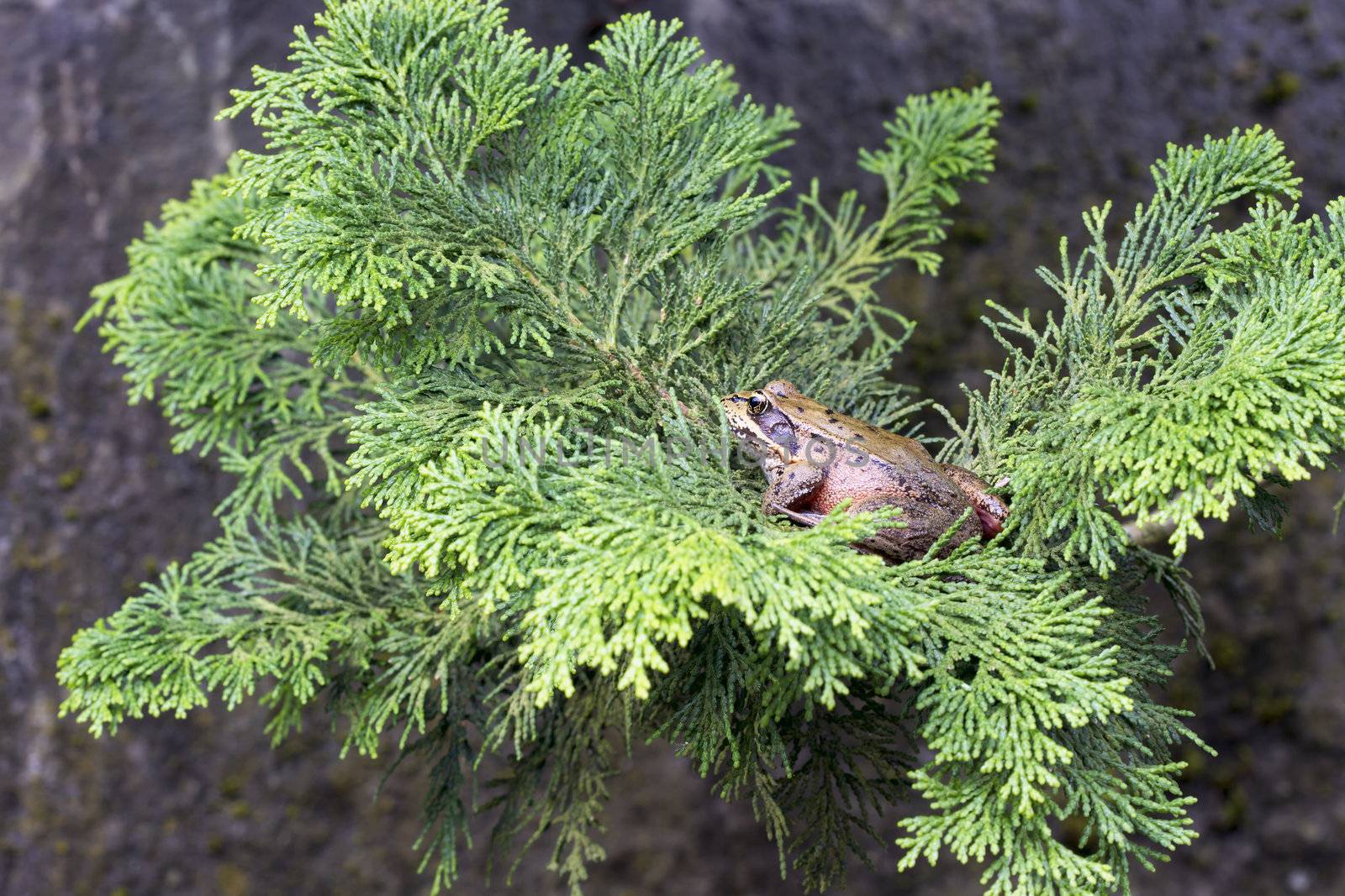 Pacific Tree Frog Closeup Macro on Arbor Vitae Tree Branch with Rock Background