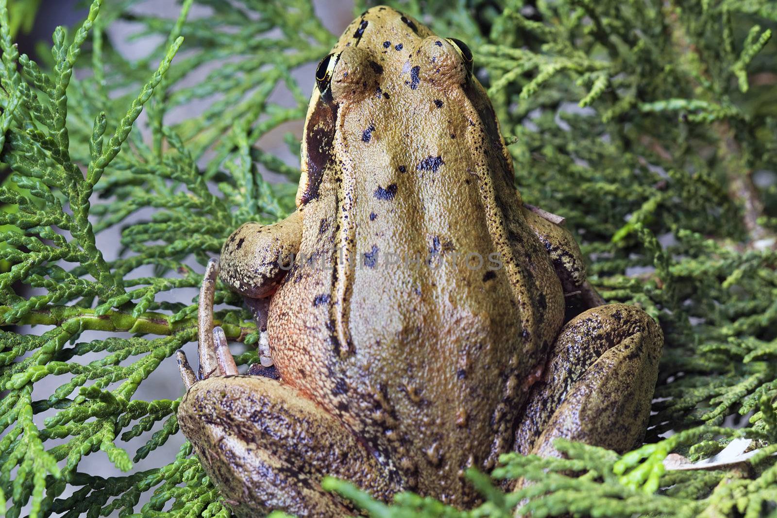 Pacific Tree Frog Closeup Macro on Arbor Vitae Tree Branch