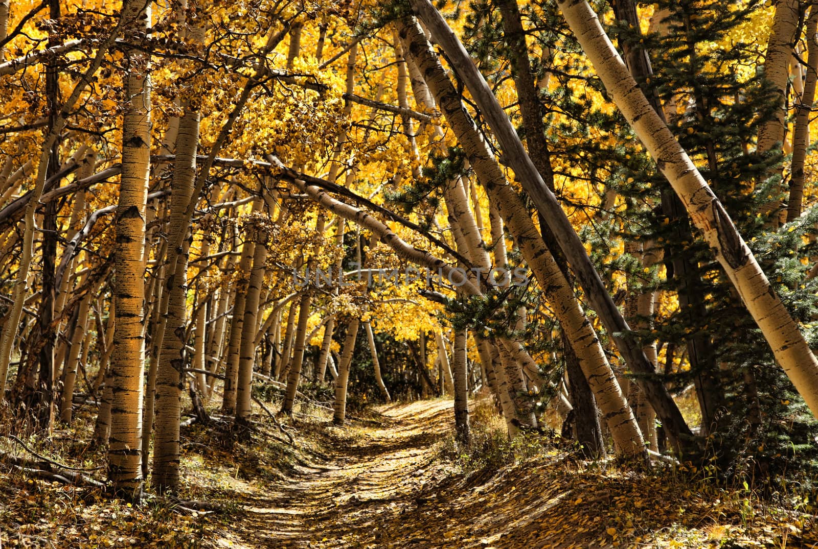 Autumn sunset lights up aspen forest archway and path with amazing golden glow