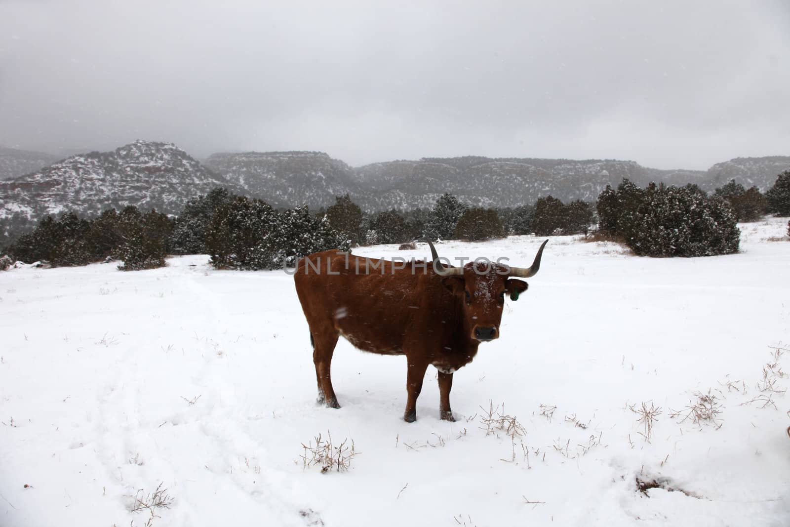 Red longhorn cow standing in snow covered meadow during snowstorm