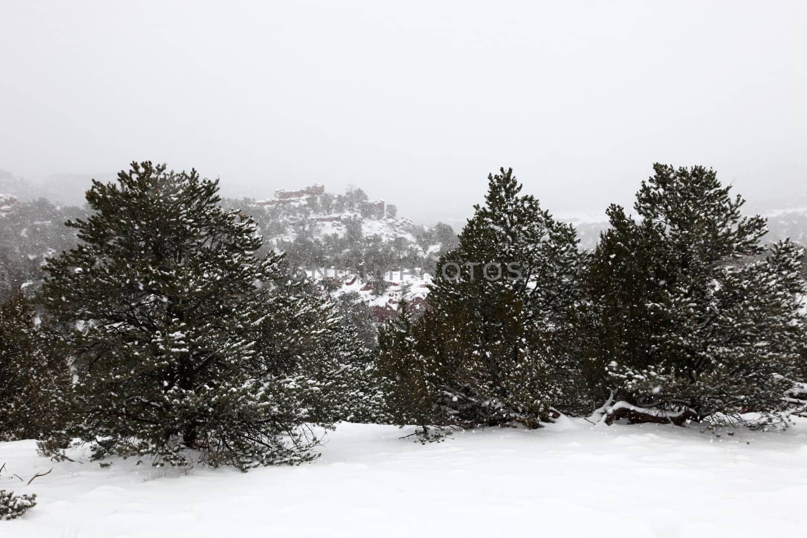 Pinion trees covered with snowflakes during heavy snow in Colorado high country