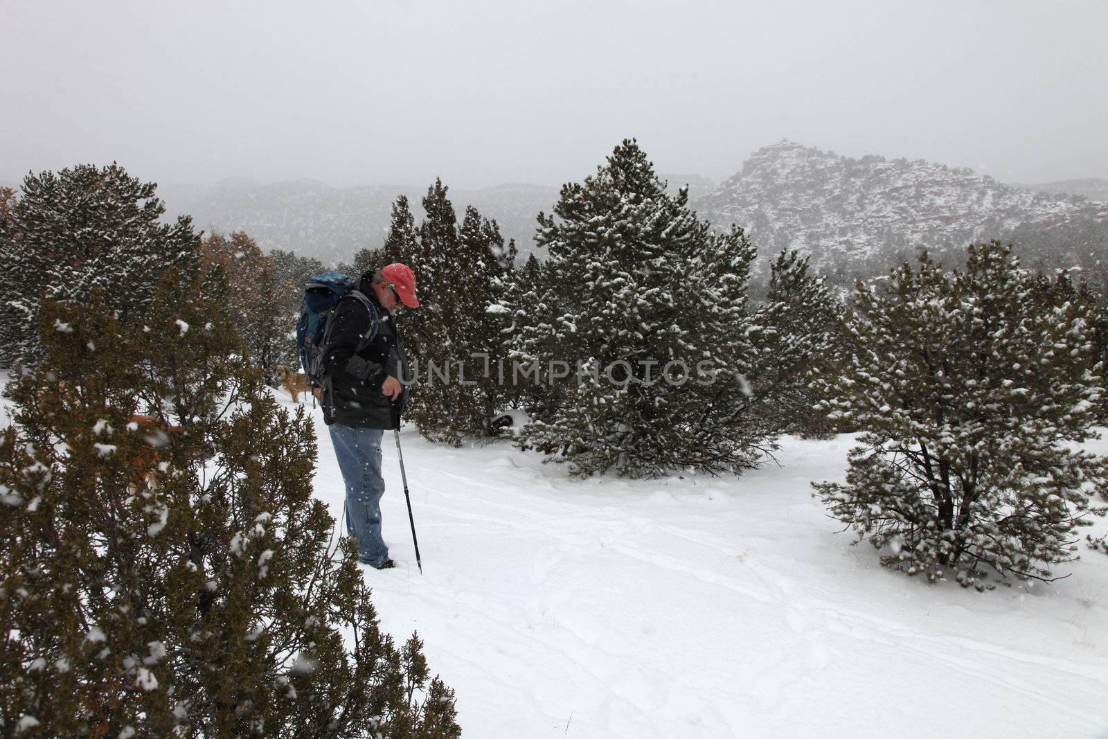 Mature caucasion man with backpack walking his dogs in a snowstorm in the Colorado high country