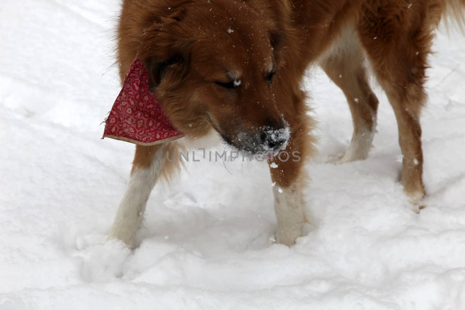 Large red dog with pink bandana with nose covered with falling snow