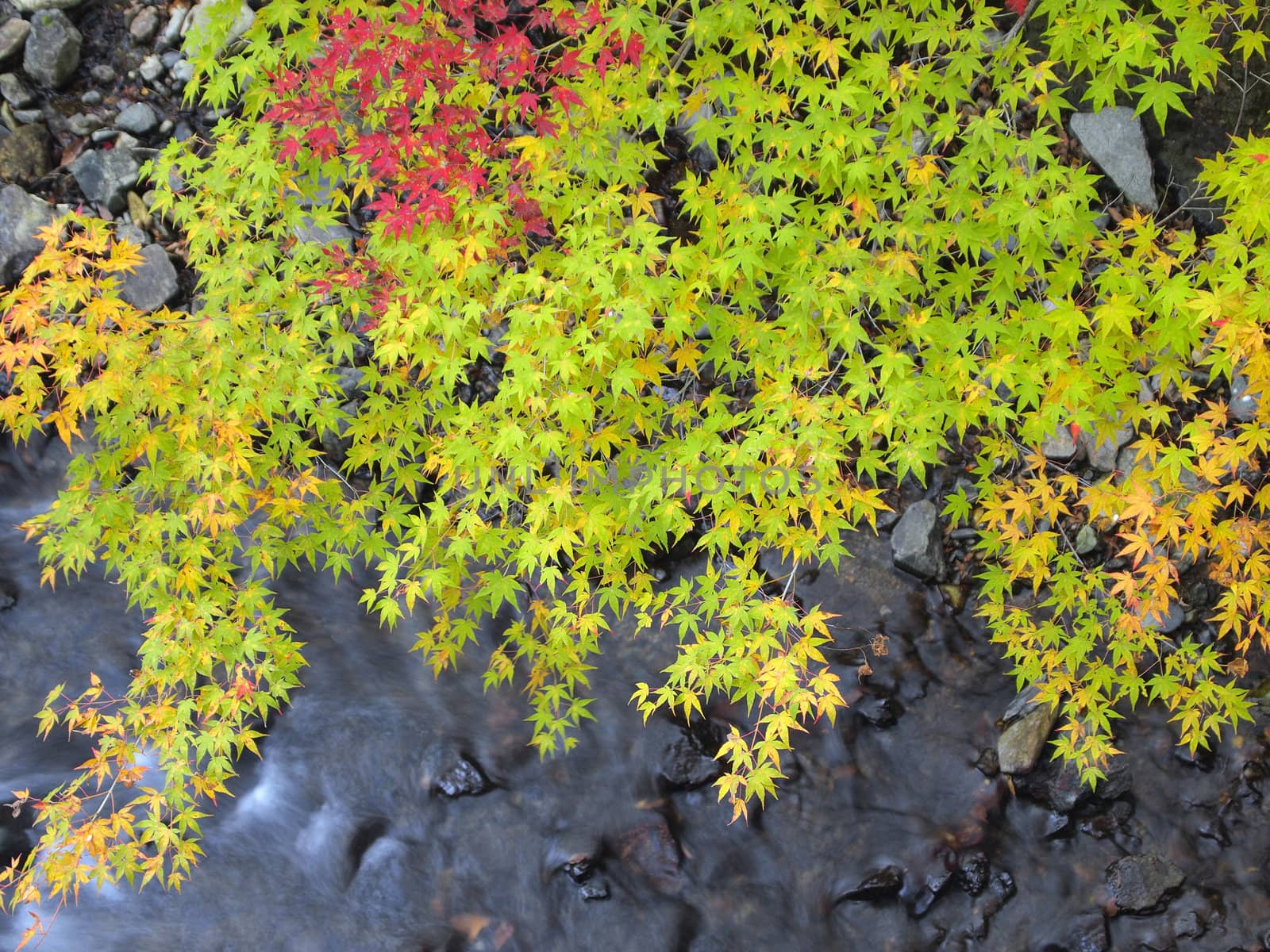 Colorful maple leaves cover the stream in autumn