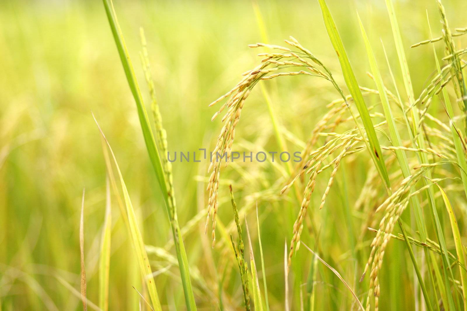 Ear of rice in the rice field