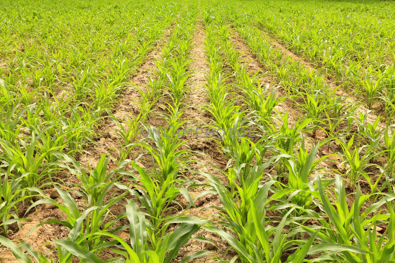 Young maize stalks on plow land