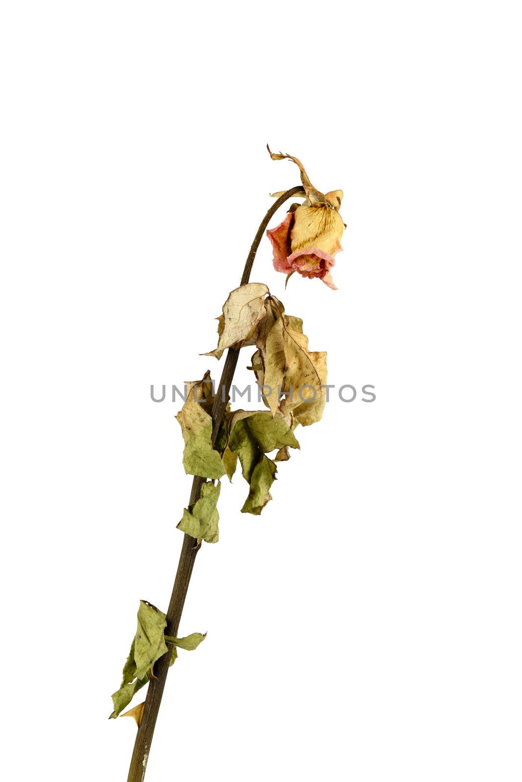 a dry rose on white background