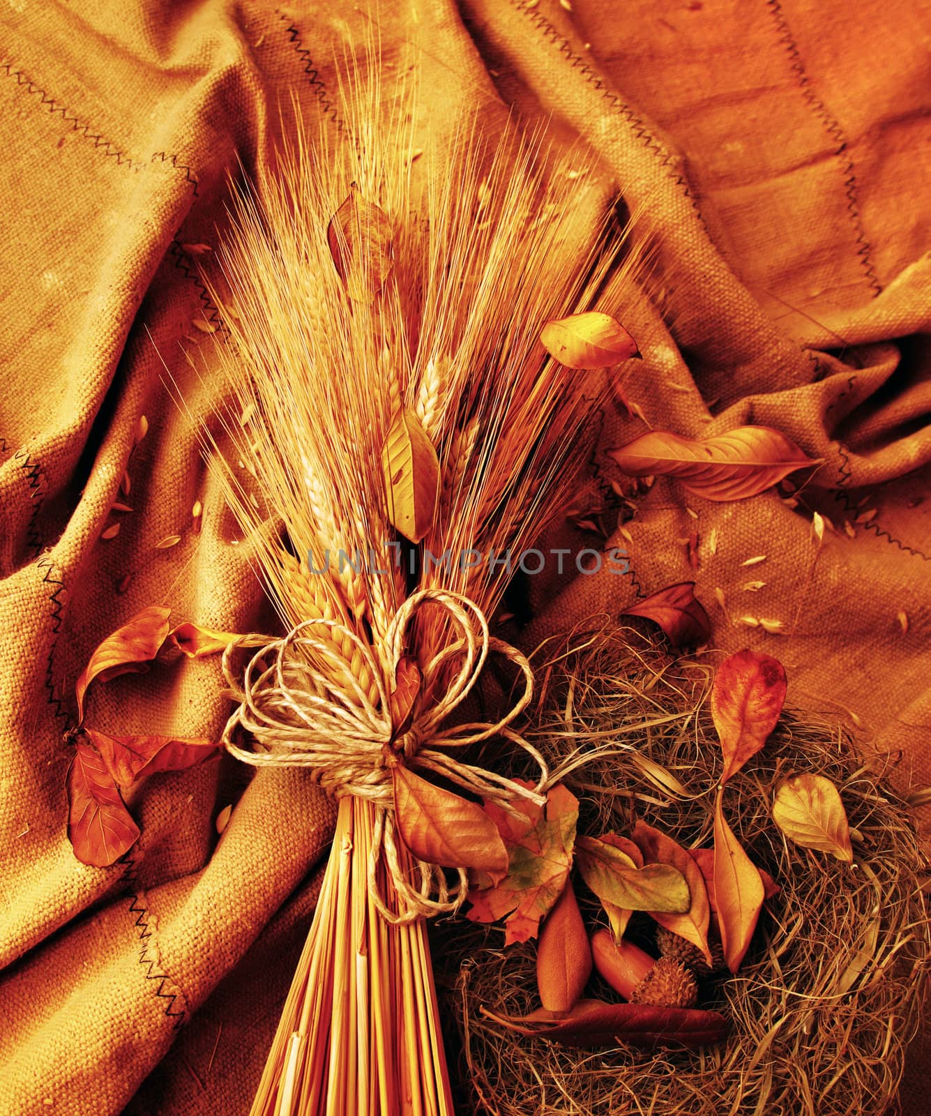 Grunge wheat background by Anna_Omelchenko