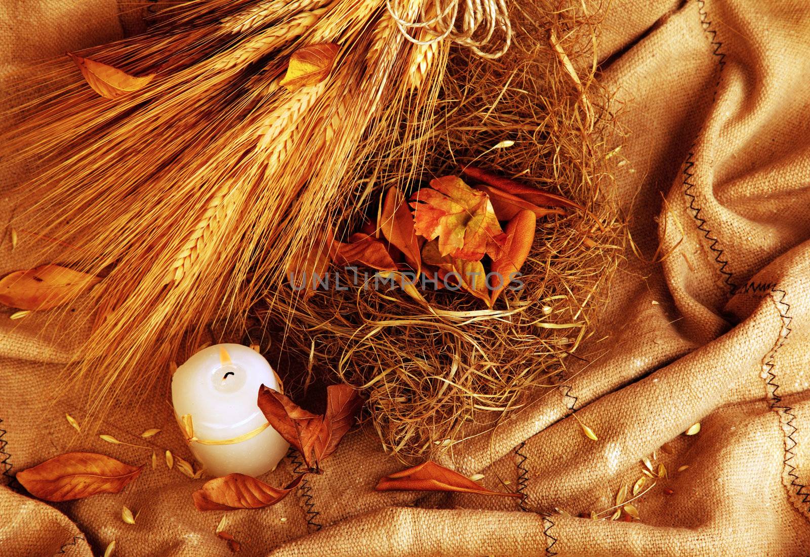 Autumn wheat background by Anna_Omelchenko