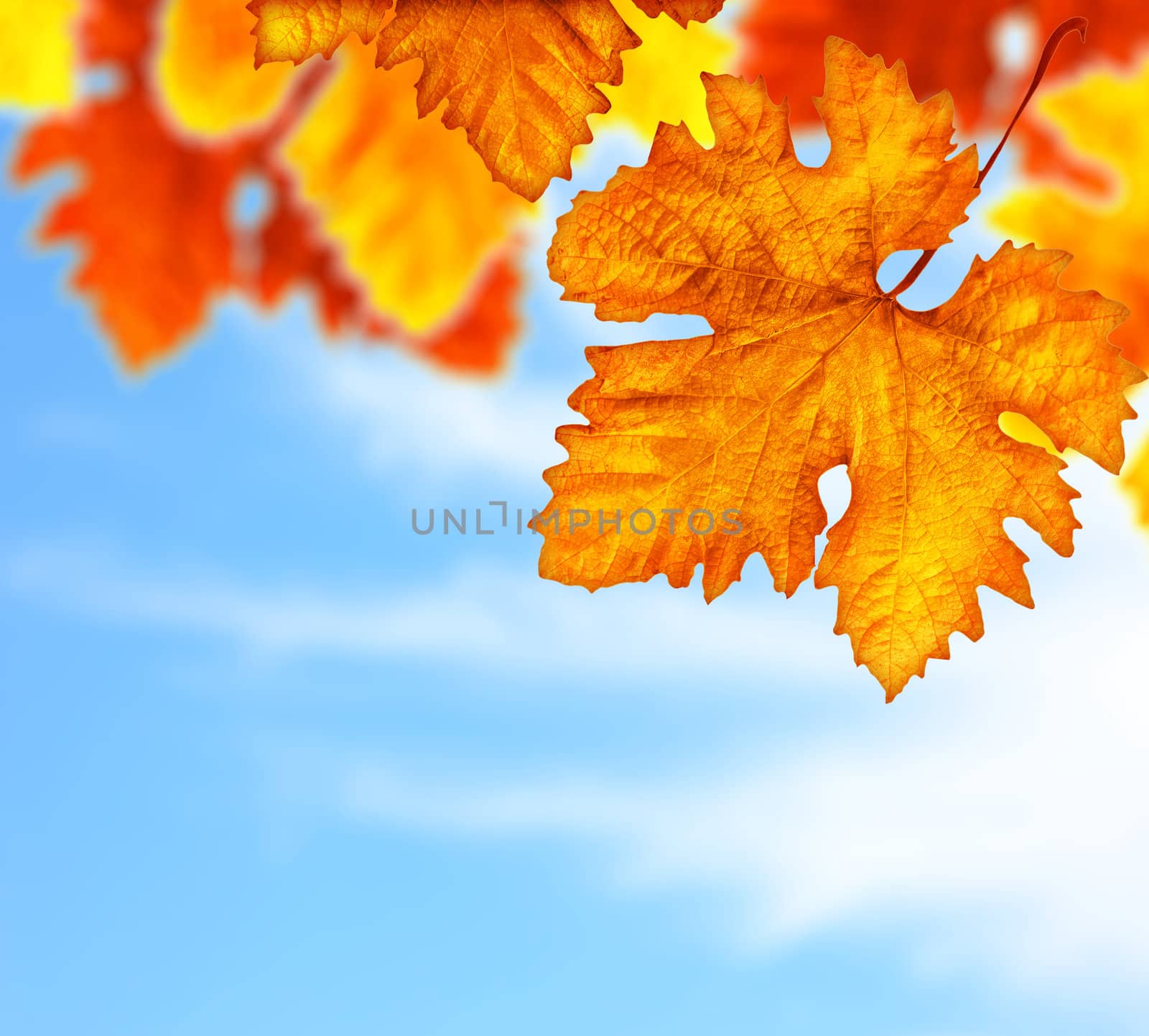 Beautiful autumn tree leaves background border by Anna_Omelchenko