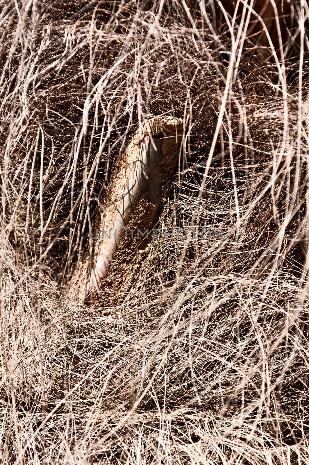 Background - palm bark texture with with fibers