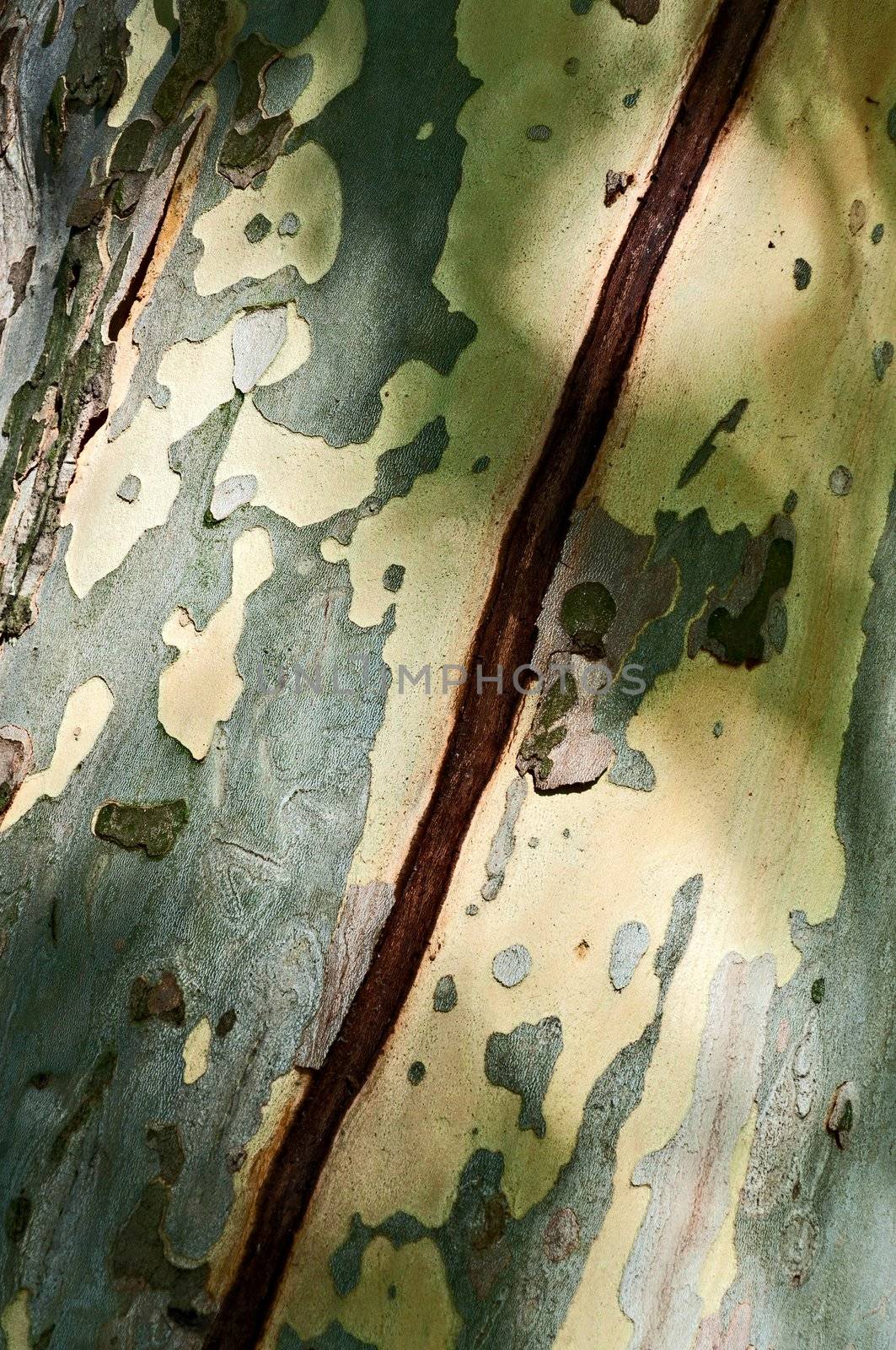 Diagonal crack on the trunk of platan tree