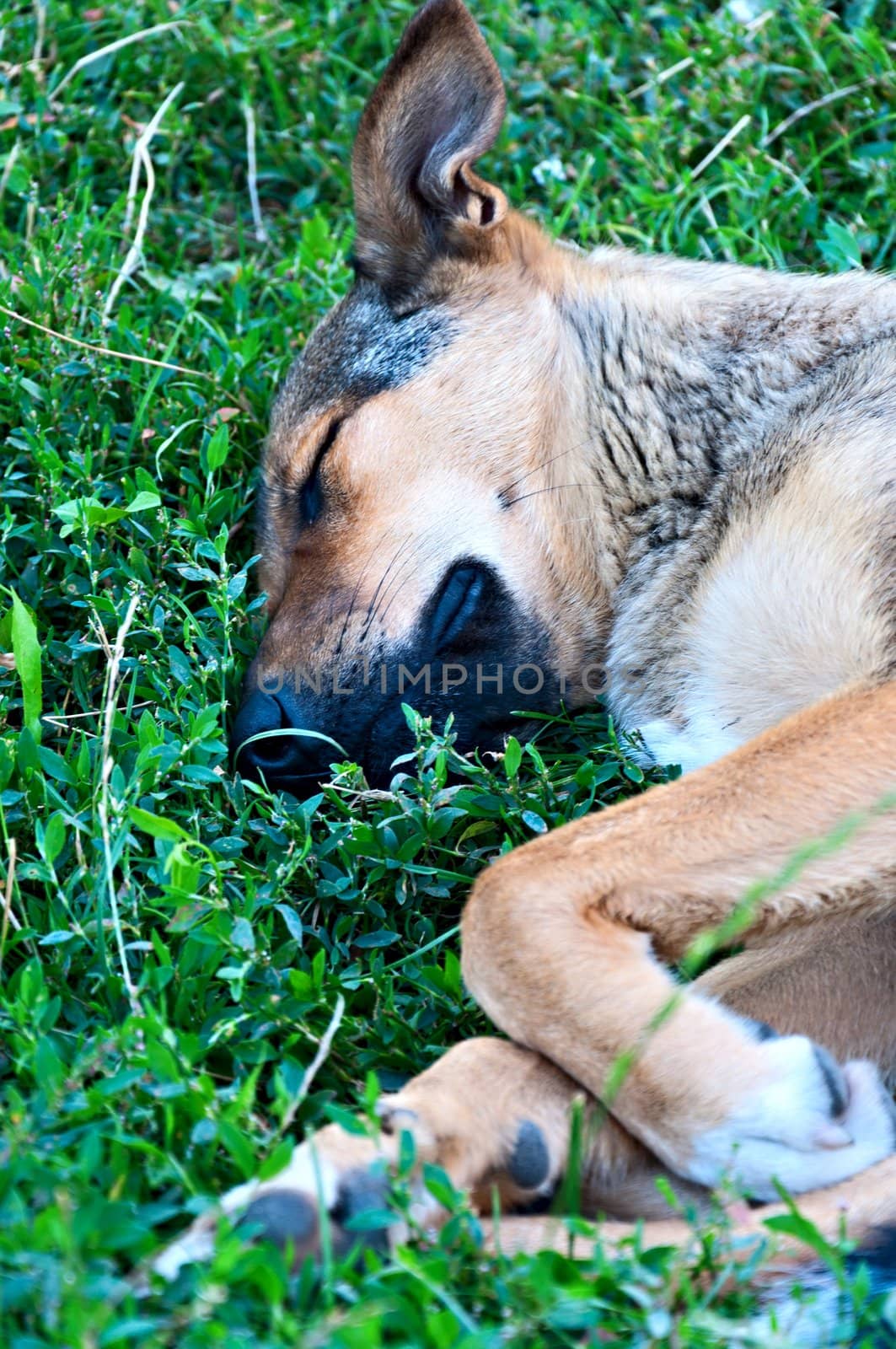 Homeless dog sleeping on green grass in the City Park.