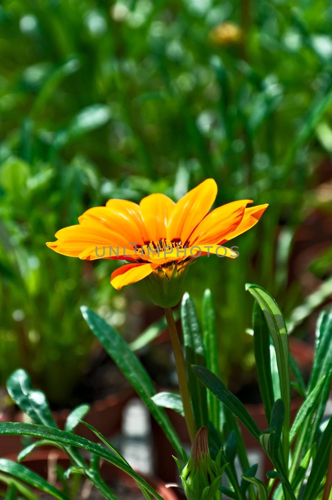 Floral Background - Yellow bloomong Gazania, closeup, vertical view.