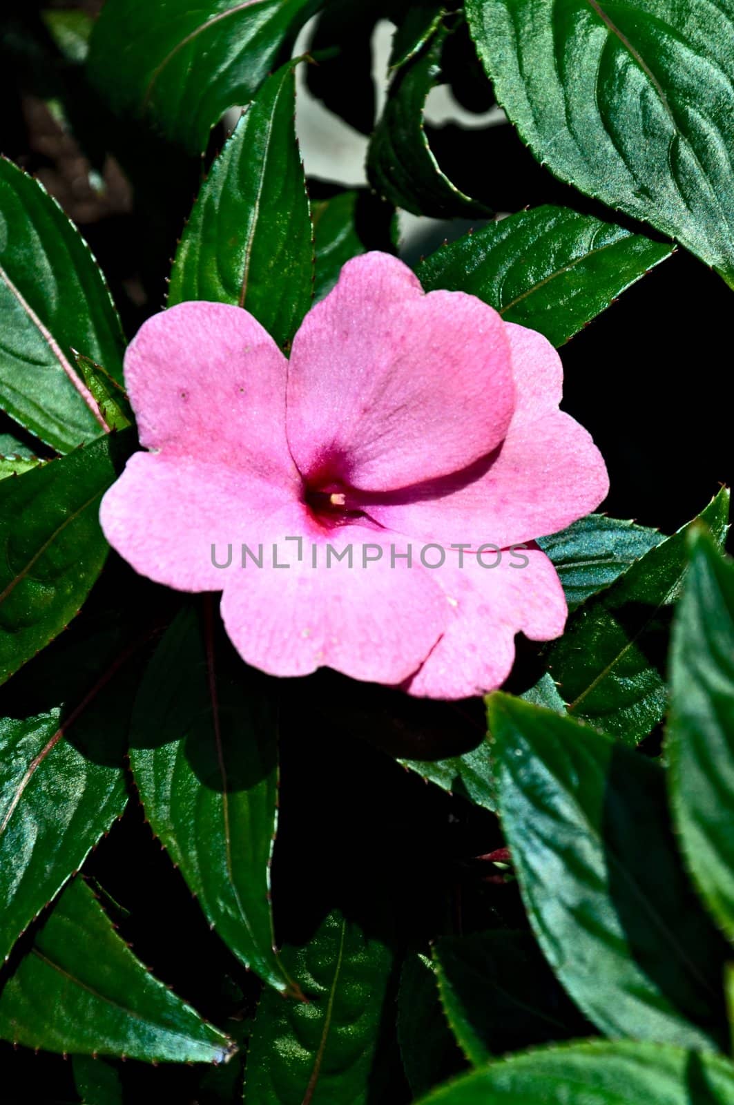 Pink impatiens flower, vertical view, closeup.