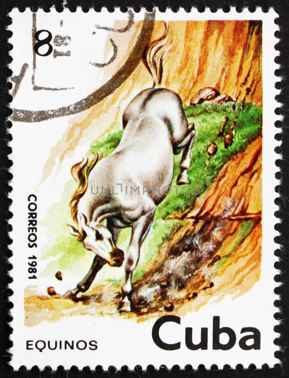 CUBA - CIRCA 1981: a stamp printed in the Cuba shows Horse, Equus Ferus Caballus, circa 1981