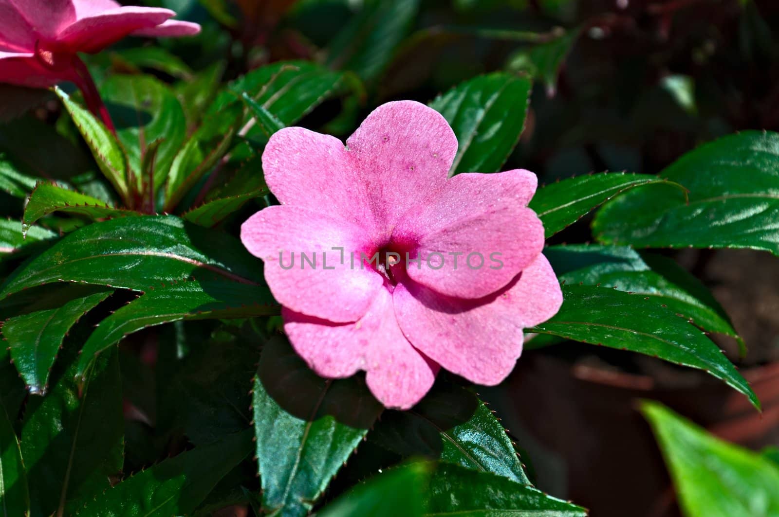 Floral background - Pink impatiens flower with green leaves.