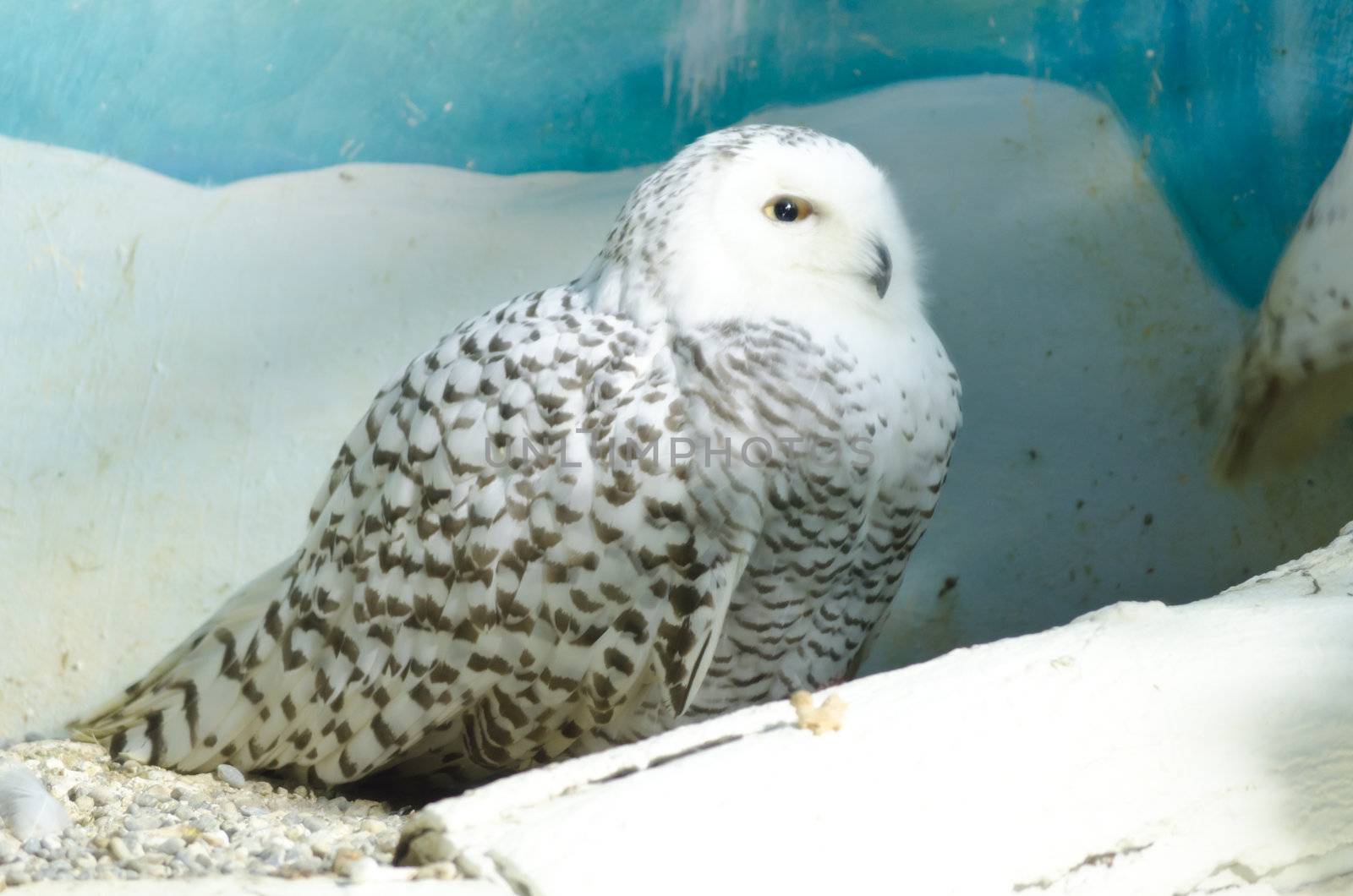 snow owl in captivity