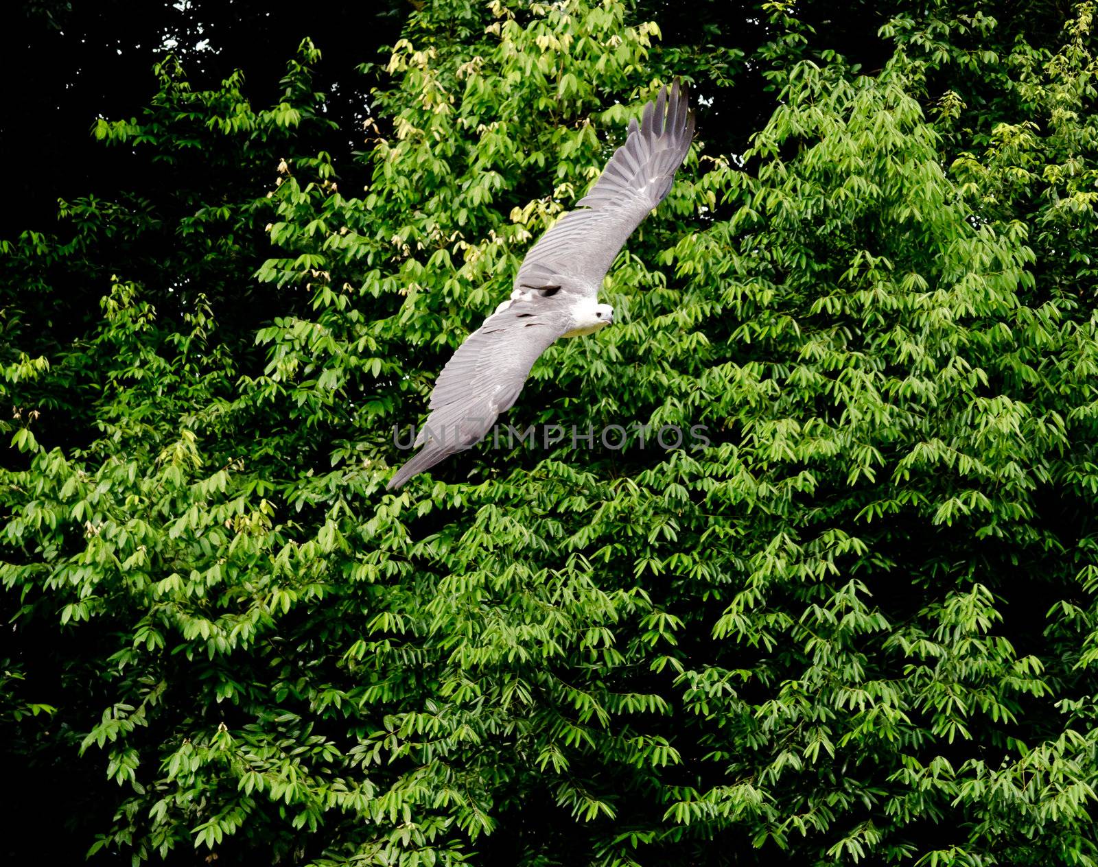 sea eagle flying