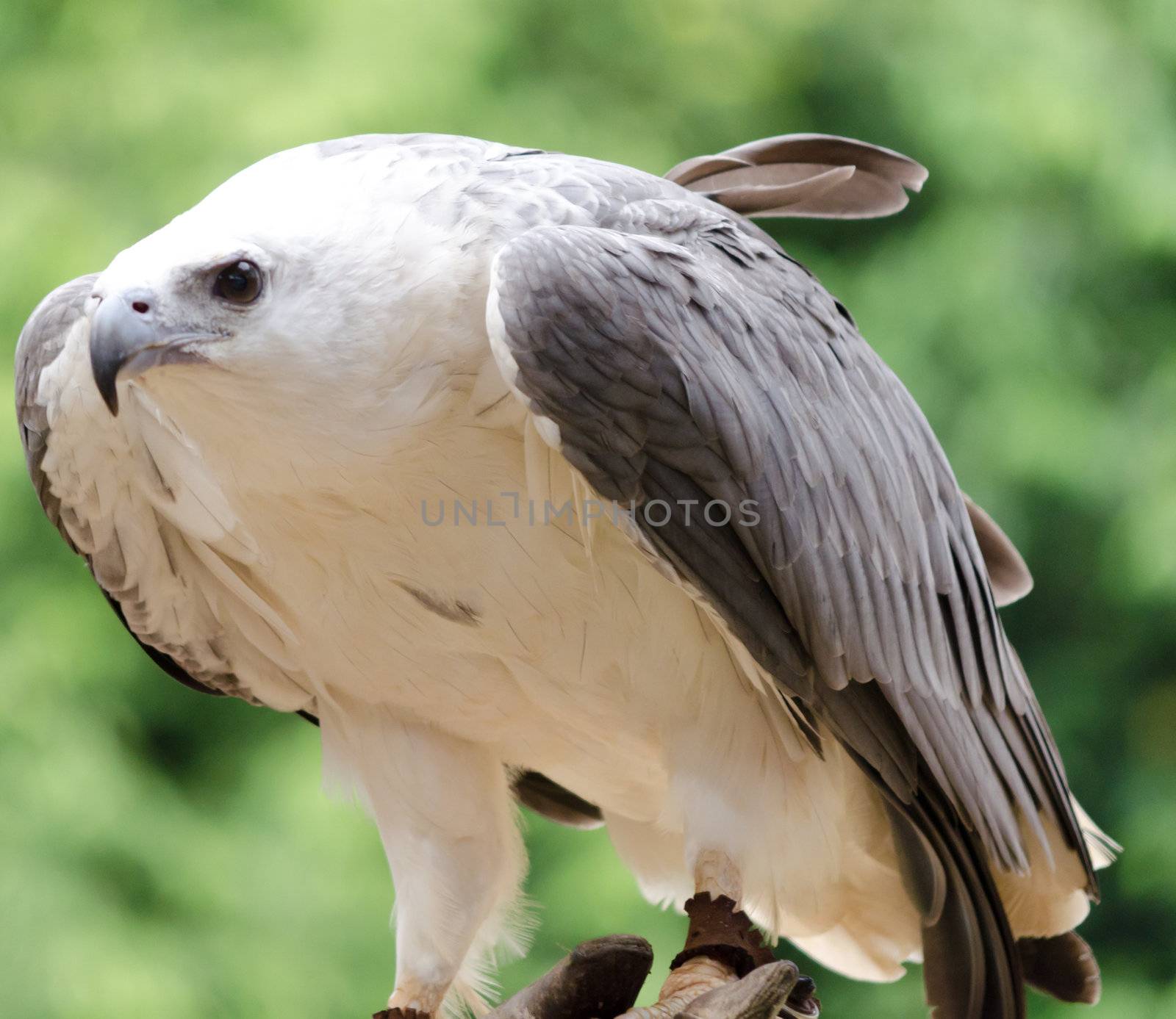 sea eagle by Soonwh