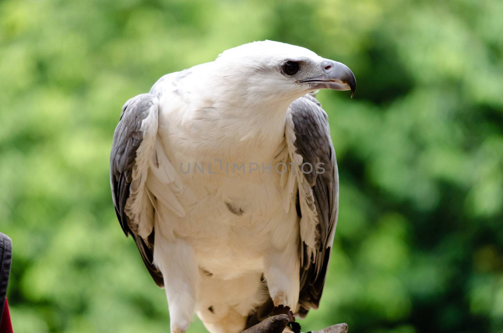 sea eagle