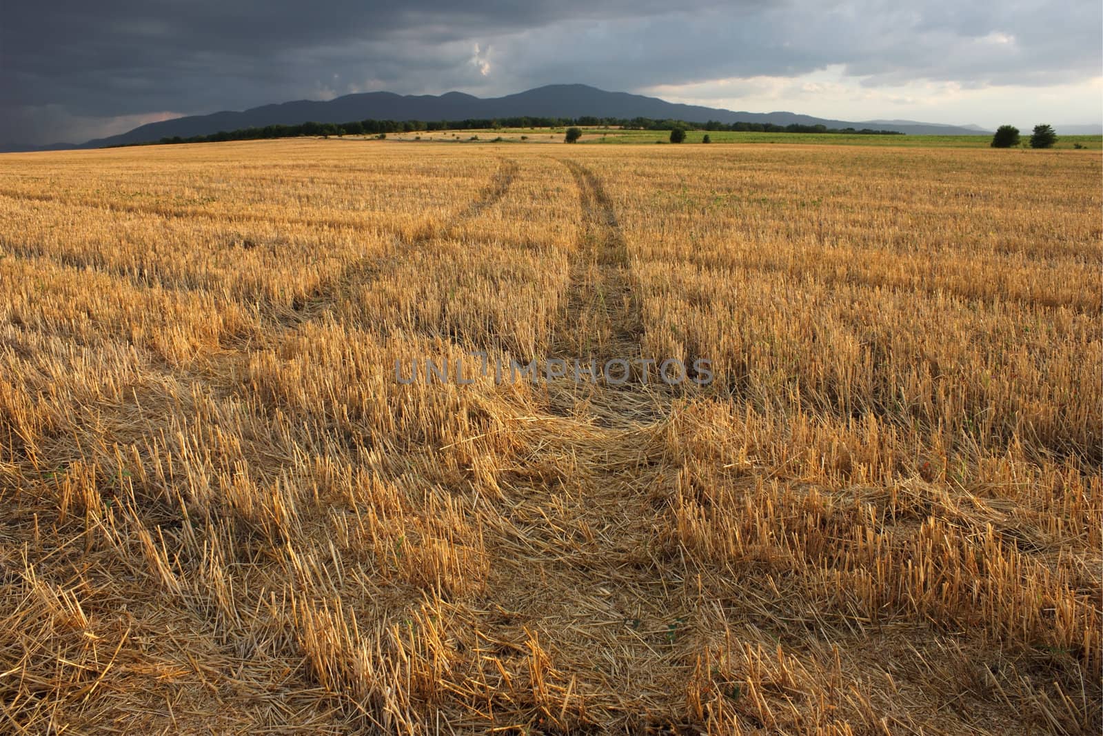 Dry Field Road in the Countryside by kirilart