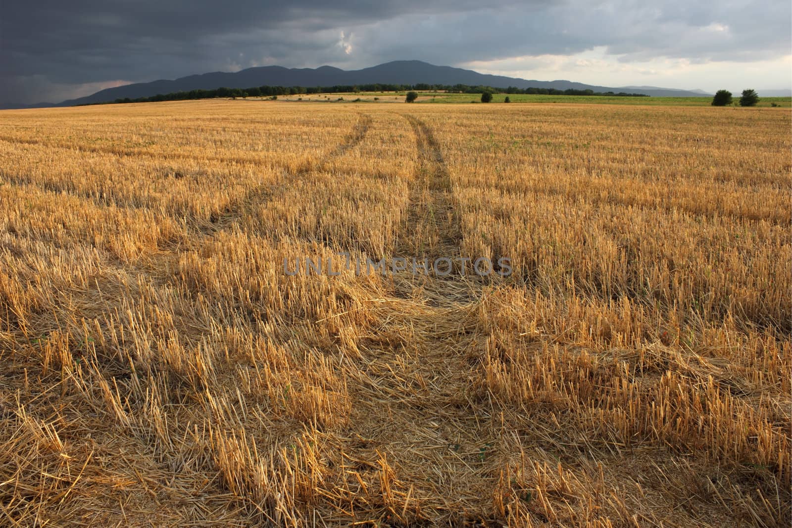 The summer storm is coming, but the field is still lit by the soft sunlight of the sunset.