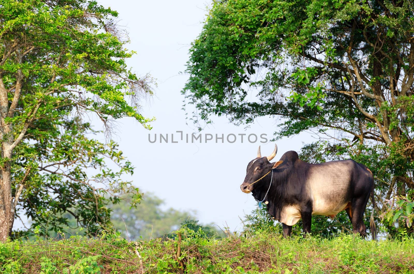 Big asian ox on tropical pasture