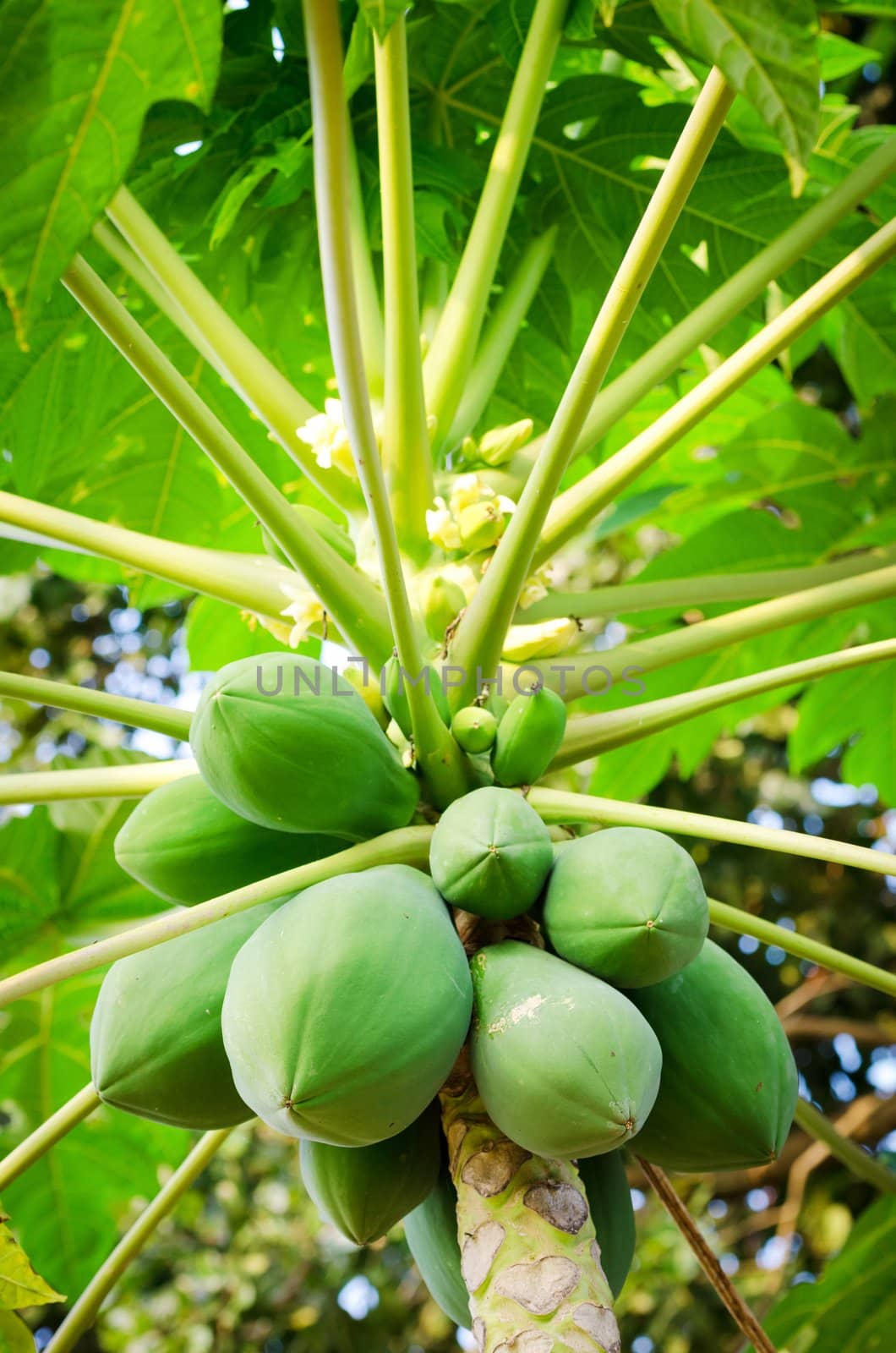 Papaya tree with bunch of fruits, focus on the biggest fruit