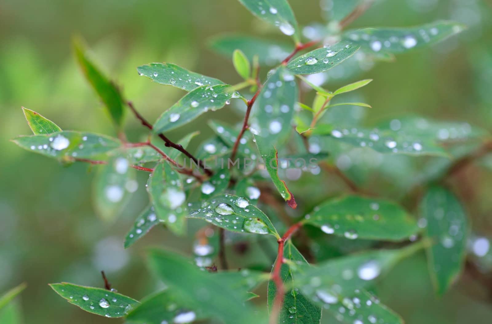 Dew on the Green Leaf, closeup