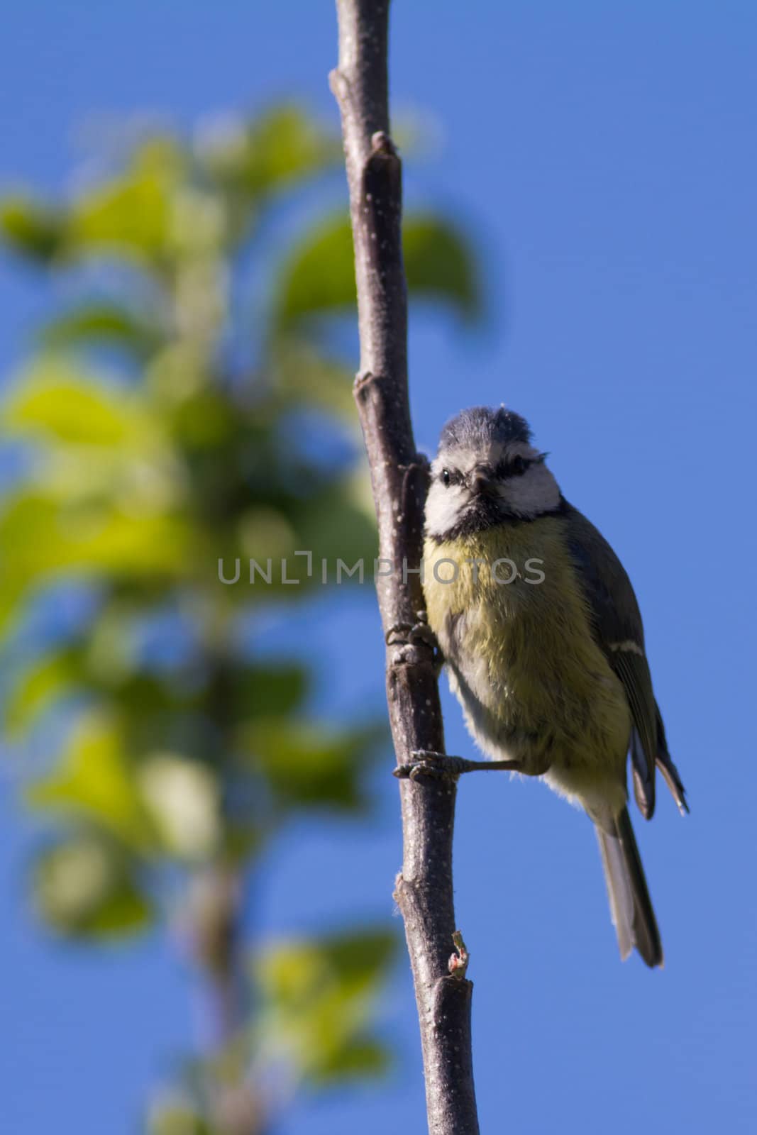 A young blue tit clinging to a twig