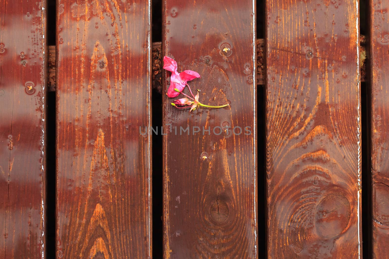 Background of the Wooden Board Floor, closeup