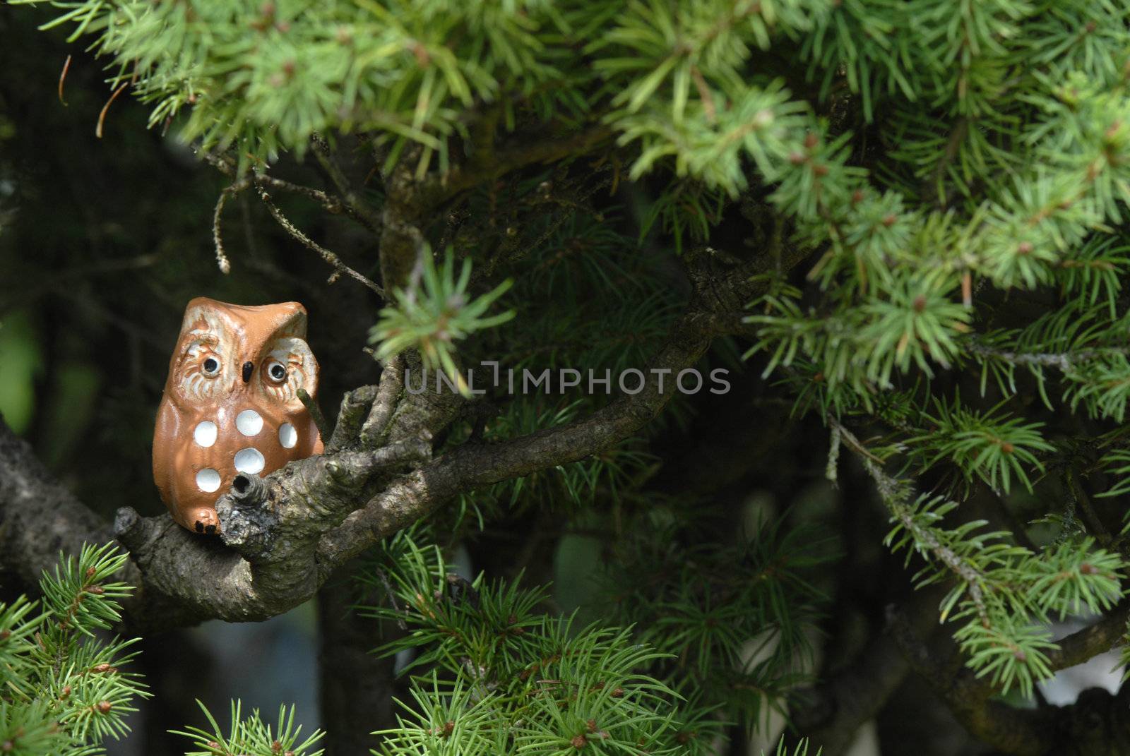 ceramic owl on the branch of a fir tree by Carche