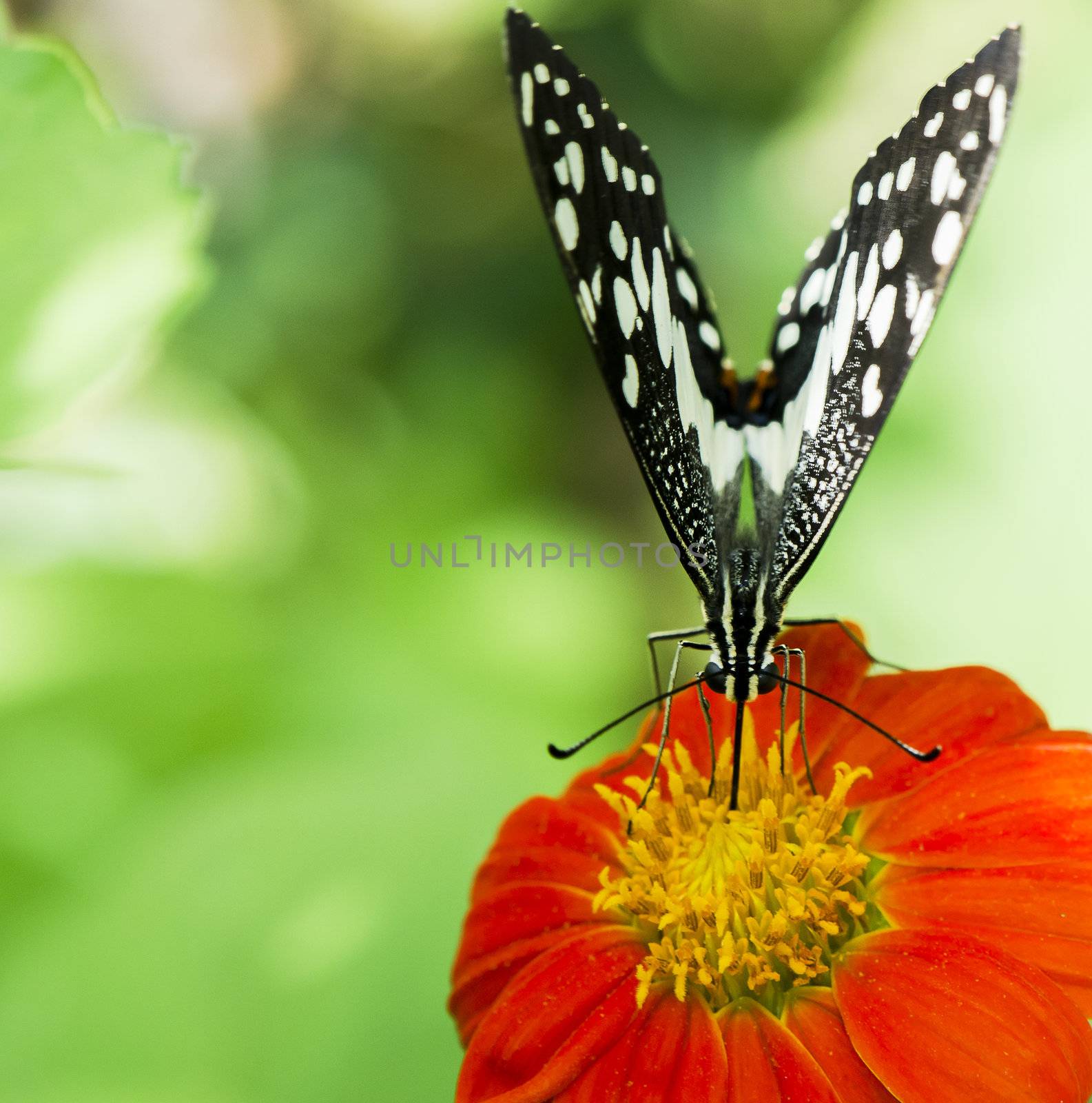 lime butterfly feeding on a flower