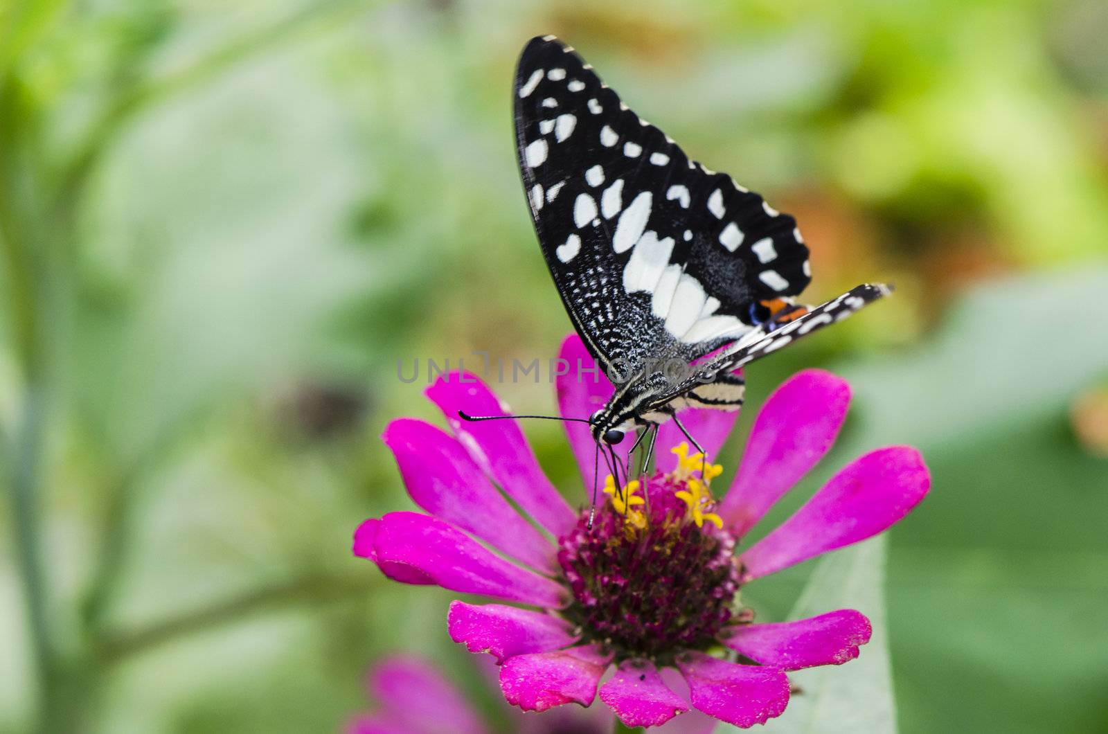 lime butterfly feeding on a flower by Soonwh