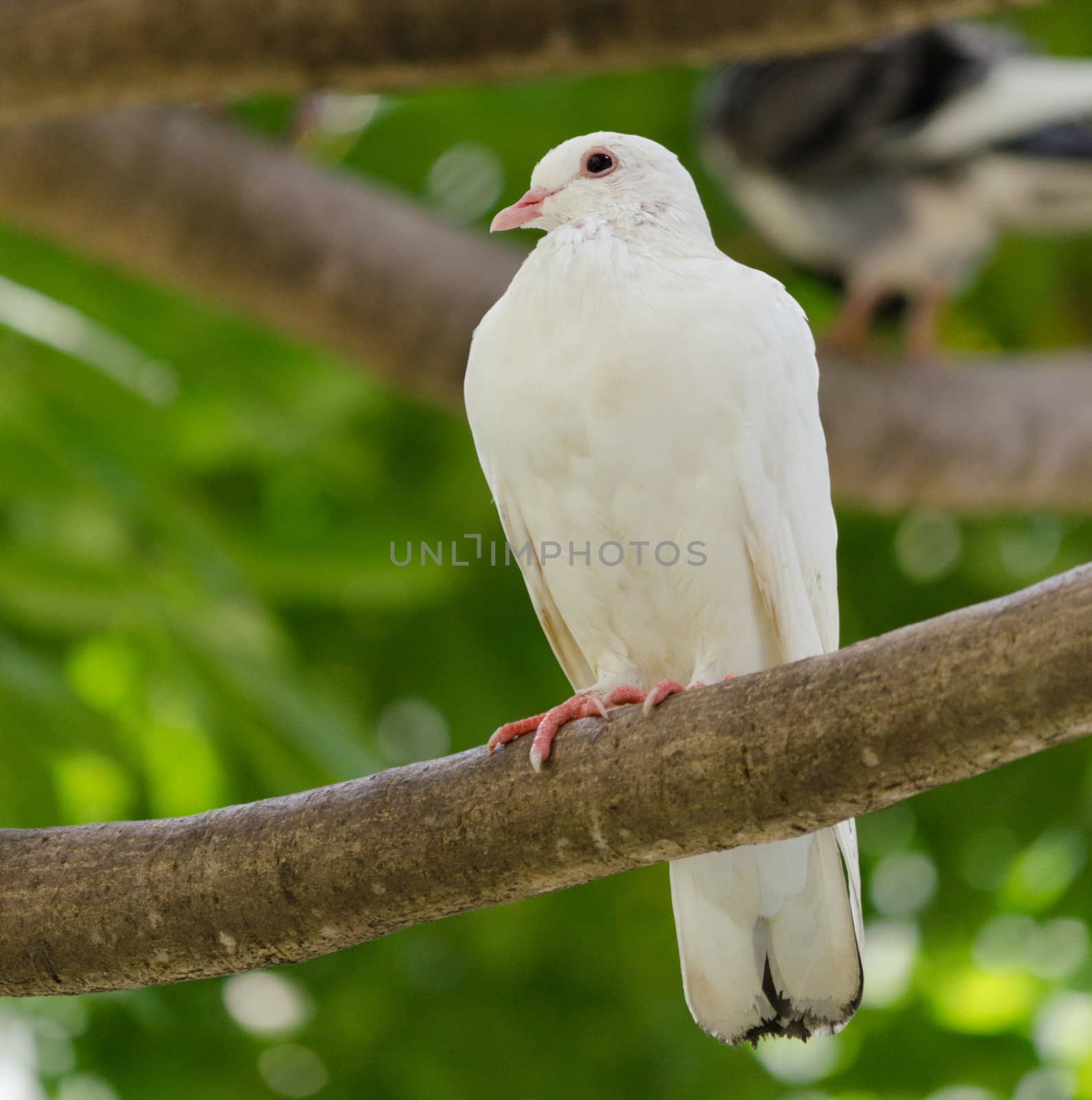 pigeon by Soonwh