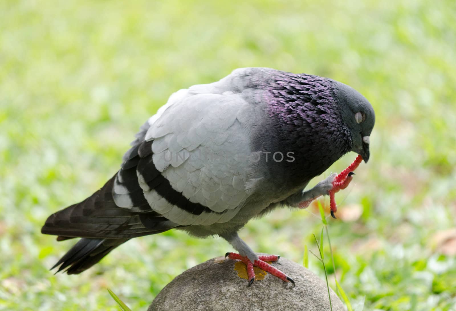 pigeon