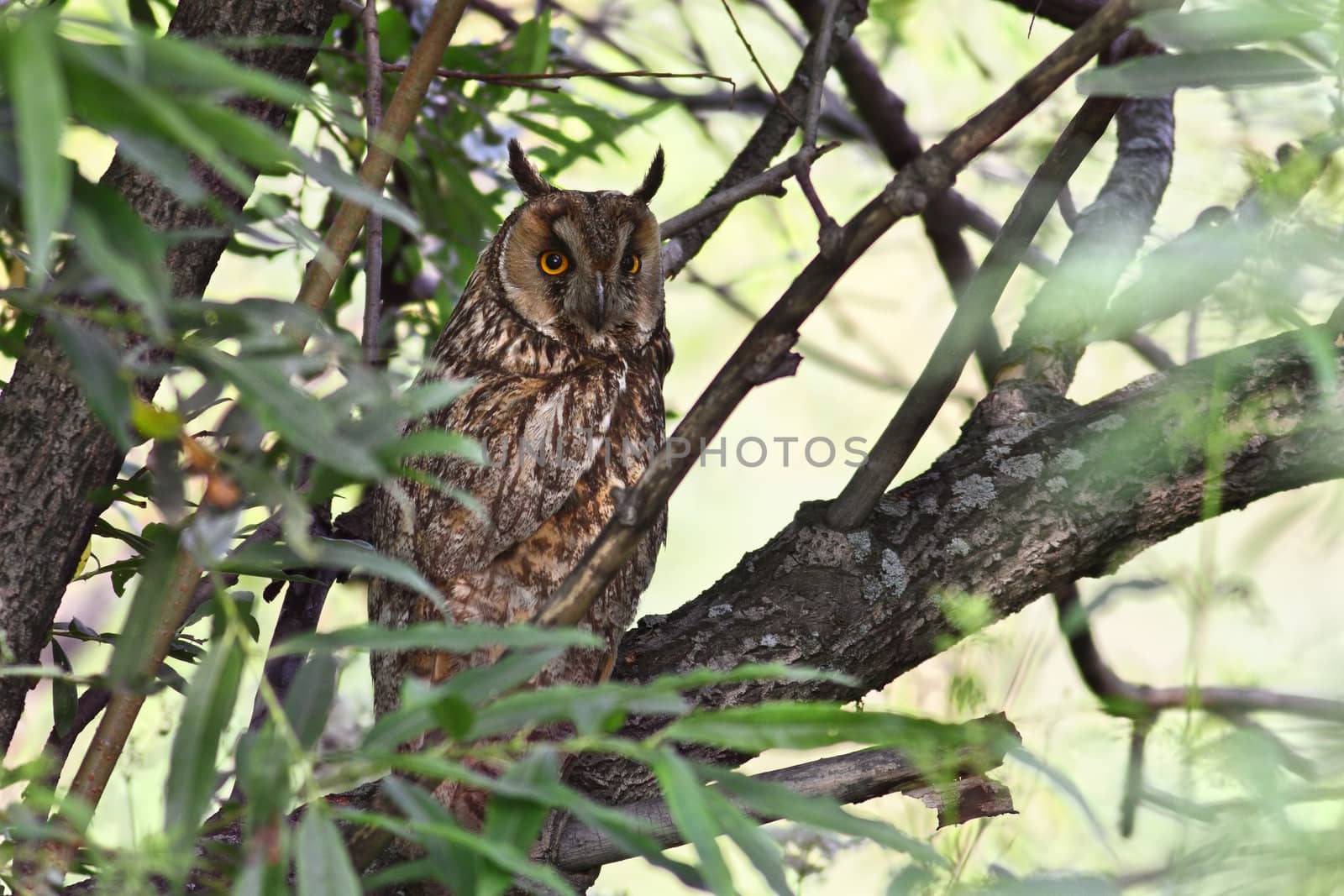 Long-eared Owl (Asio otus) by Ohotnik