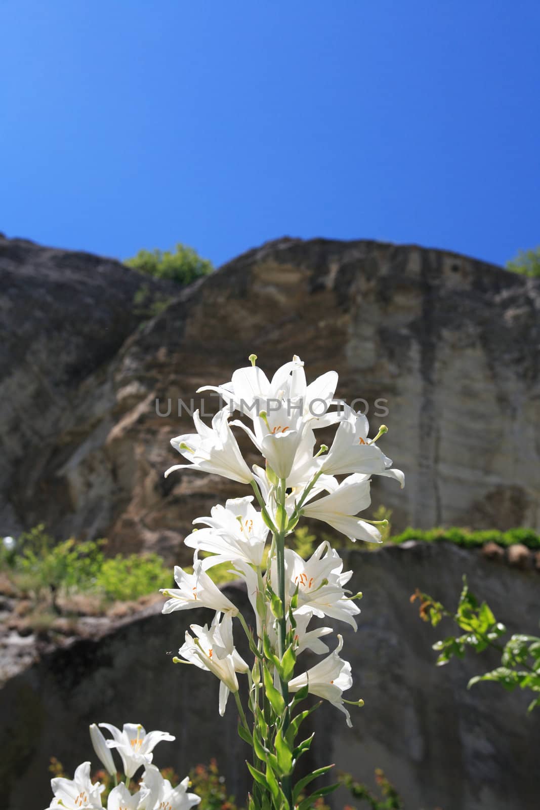 Landscape with beautiful white lily against mountain and blue sky 