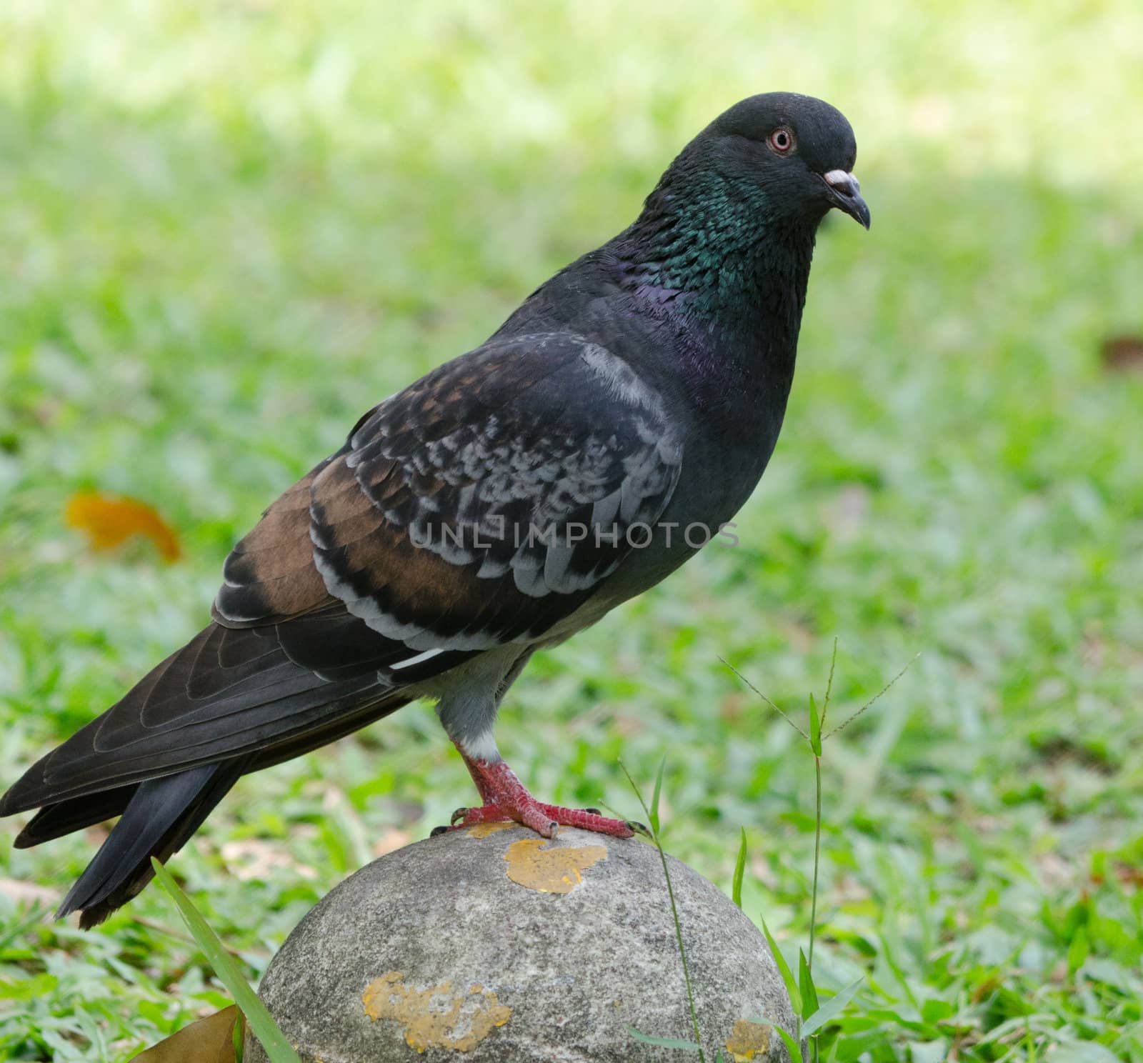 pigeon by Soonwh