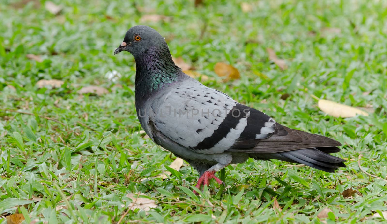 pigeon by Soonwh