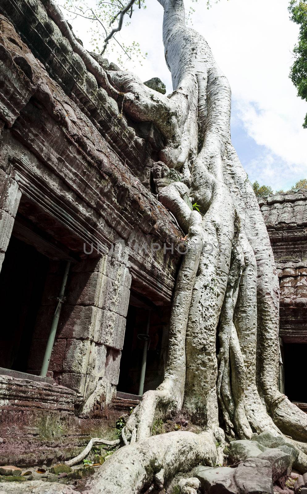 The ancient ta phrom made famous by the trees and tomb raider