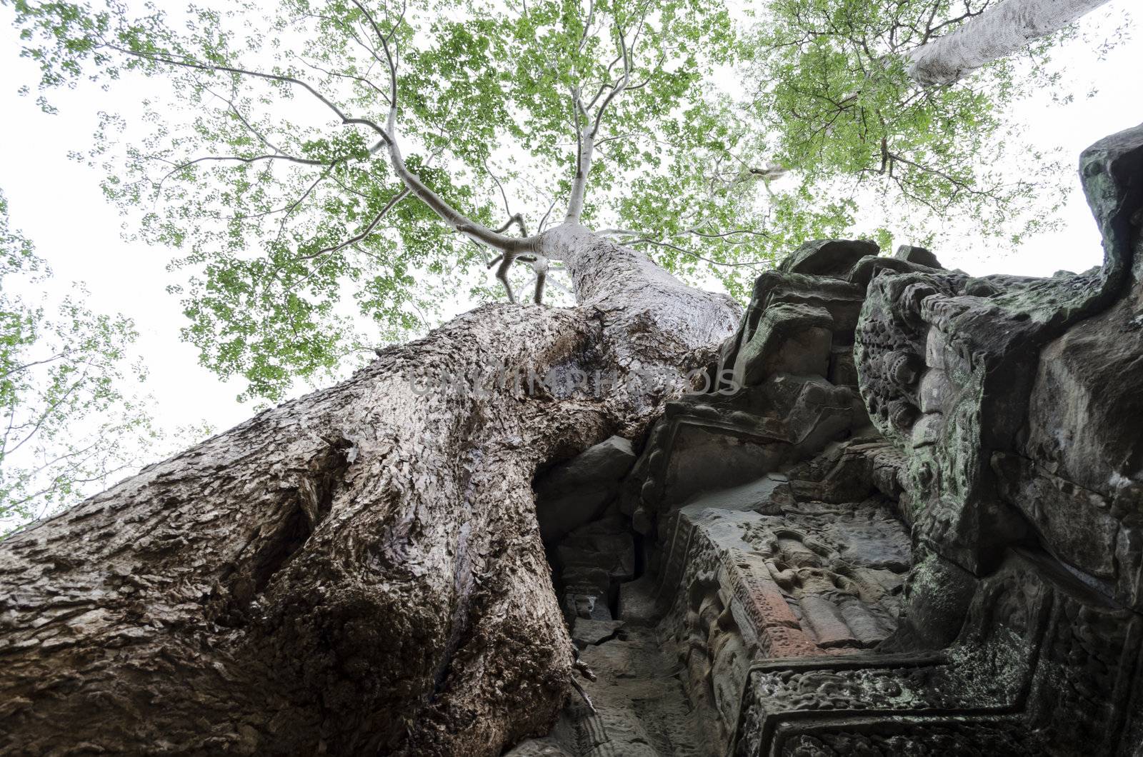 The ancient ta phrom made famous by the trees and tomb raider