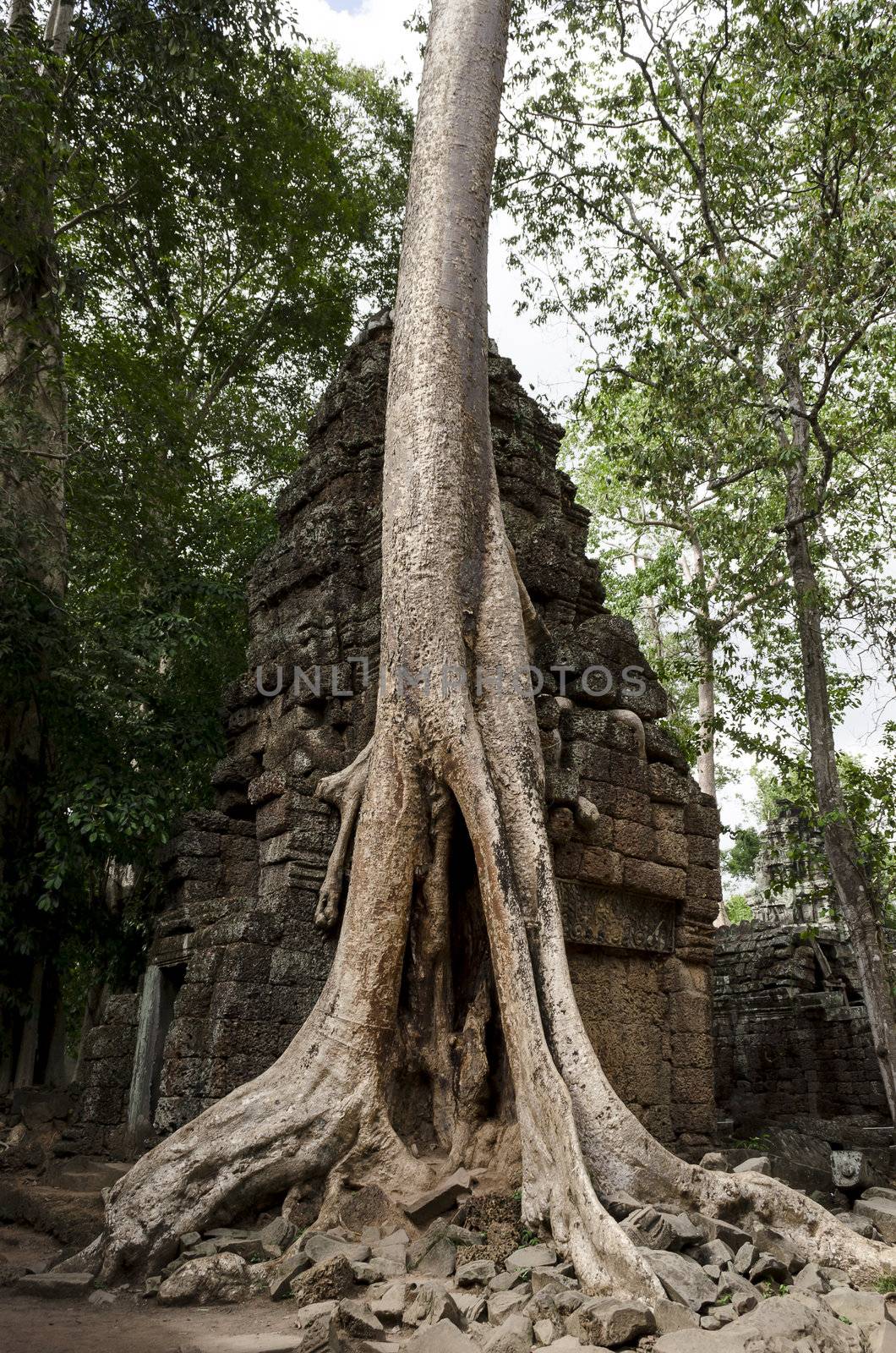 The ancient ta phrom made famous by the trees and tomb raider