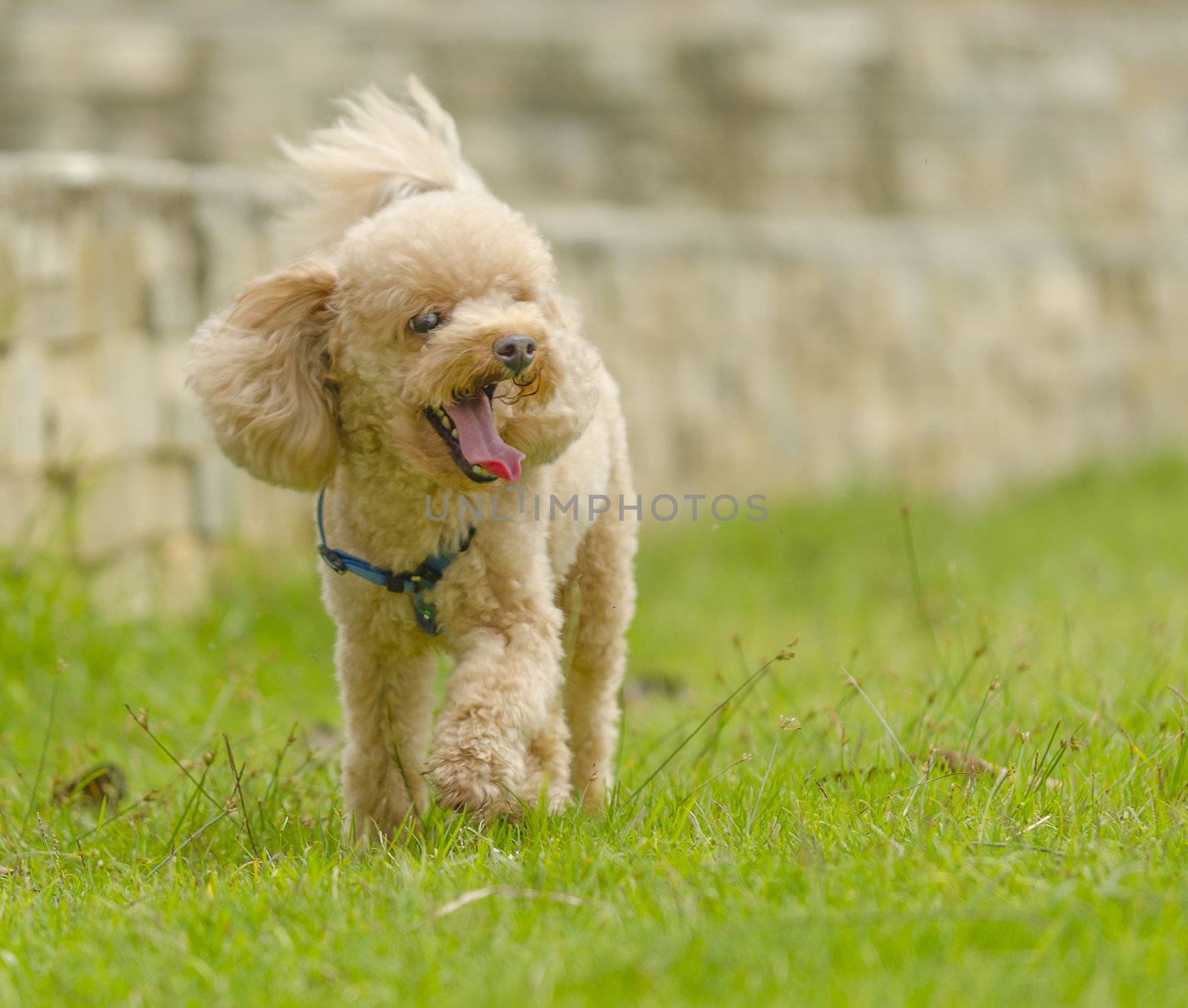 a poodle strolling 