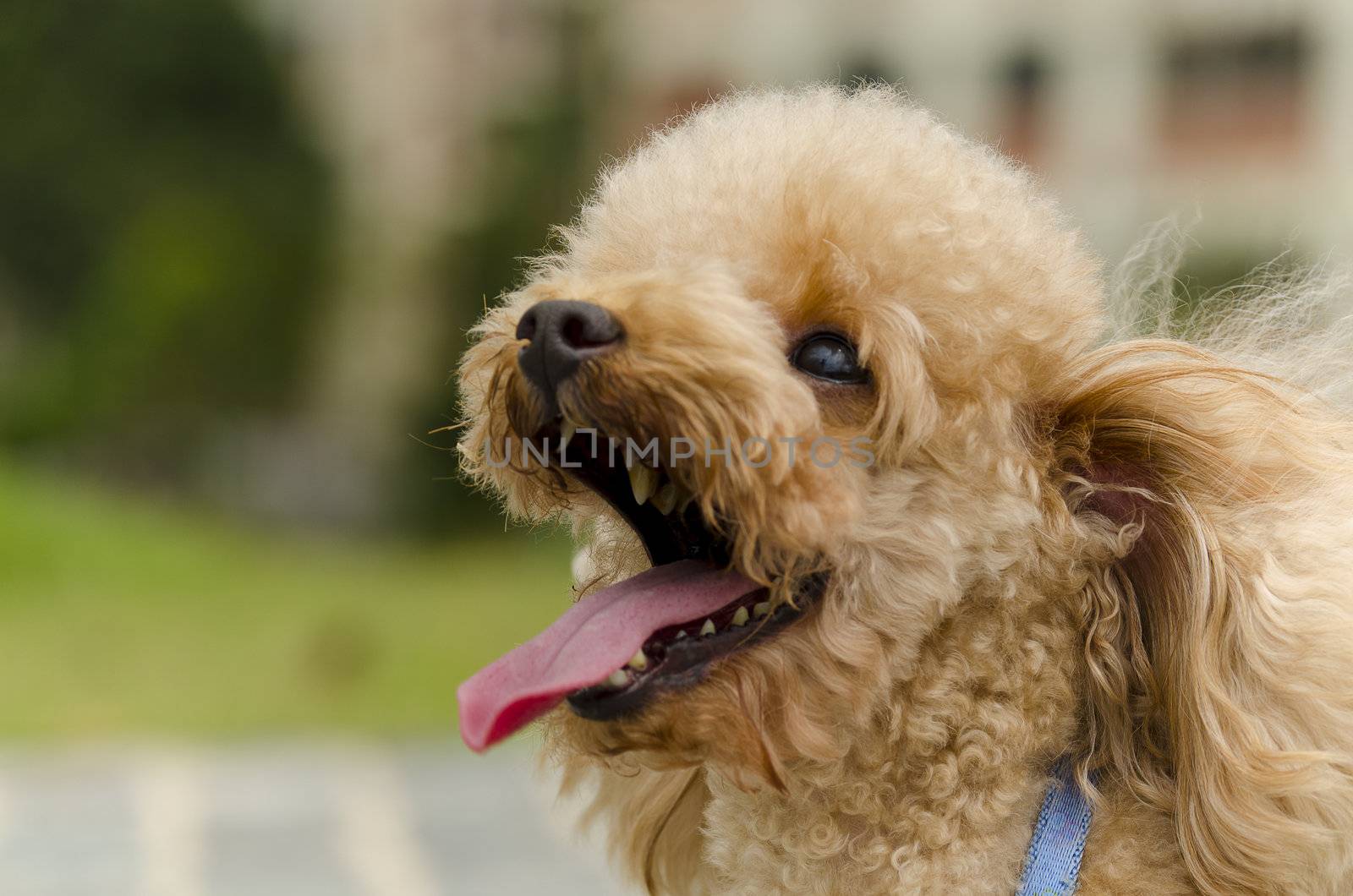 closeup of a poodle