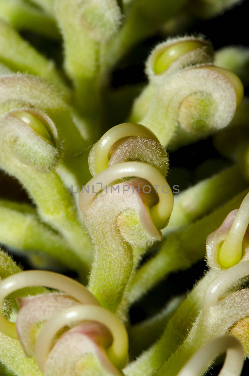 tine buds growing